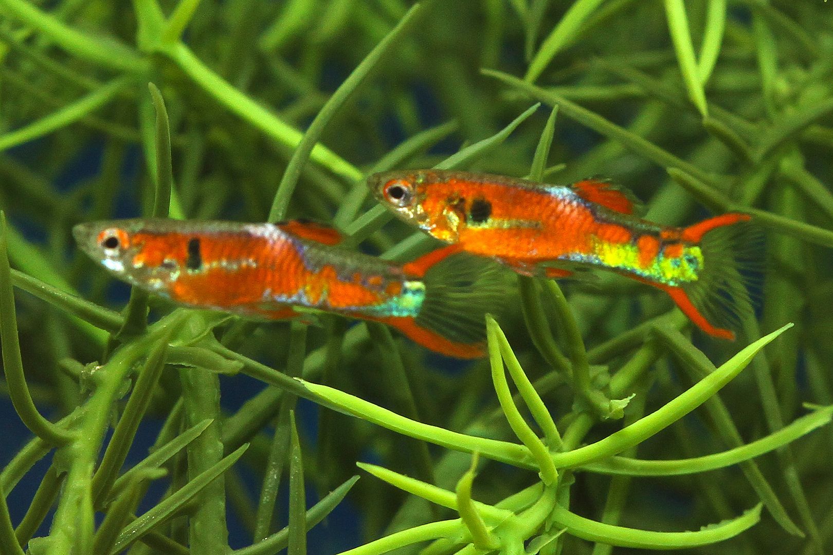 Pictures of Endler's Livebearers Tropical Fish Keeping Aquarium